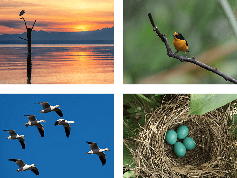 Photo Grid: Close up of a bird, birds flying, and bird eggs in a nest