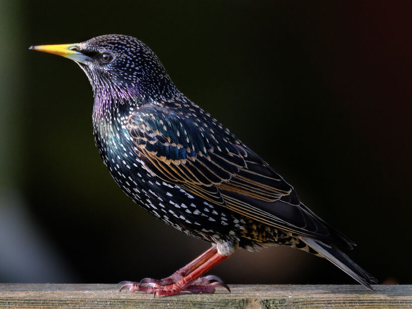 Close up of a Starling