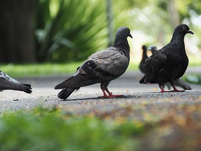 Close up of Pigeons on the ground in a park