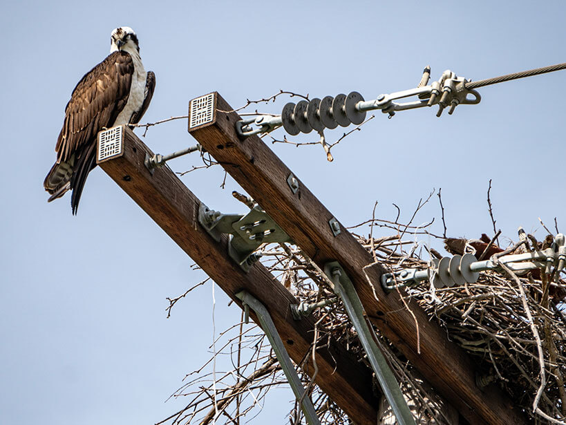 Osprey resting near nest ontop of a telephone pole